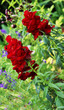 Red Snapdragon Flower in Garden