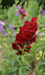 Red Snapdragon Flower in Garden