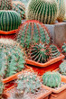 © Edalin - Different kinds of cacti in a greenhouse.