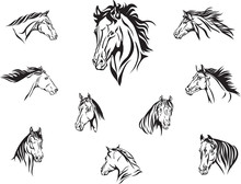 Horse, Head Of A Horse, Portrait, Image, Graphics, Various Options