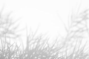 Gray shadows of the leaves and delicate grass on a white wall. Abstract neutral nature concept background. Space for text.