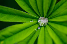 Lupine Leaf With Drops Of Dew, Macro.