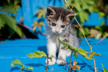 Young kitten on a blue bench.