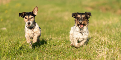 Two small Jack Russell Terrier dogs are running across a green meadow and  have a lot of fun