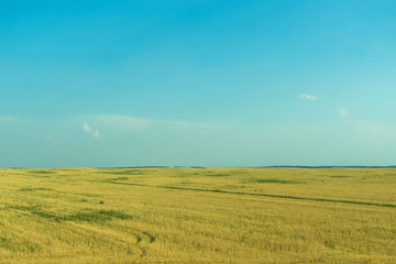 landscape with wheat field and blue sky