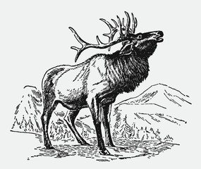 male wapiti elk cervus canadensis standing in mountainous landscape and roaring, after antique engra