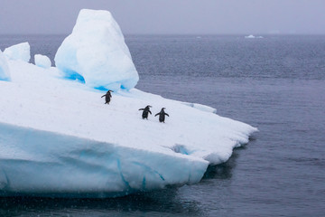 Wall Mural - group of chinstrap penguins on iceberg in antarctica going to the sea to feed on krill, concept abou