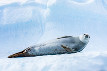 Cute Crabeater Seal Resting On Iceberg In Antarctica And Staring At Camera, Antarctic Wildlife And Frozen Landscape, Blue Ice