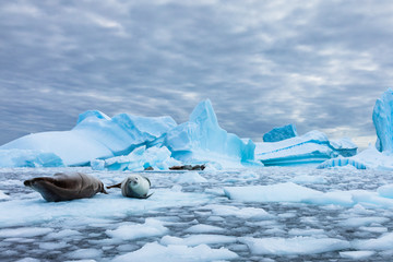 Wall Mural - amazing frozen landscape from antarctica with crabeater seals resting on icebergs and staring at cam