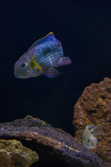 Poster - Green terror (Andinoacara rivulatus) colorful fish in aquarium. image quality 