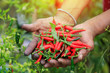 Red hot chili peppers  in hands ,Hands holding fresh chili,Organic vegetables
