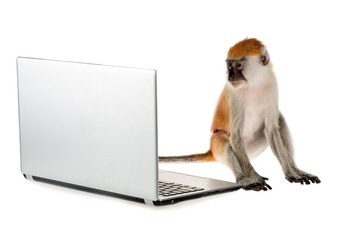 Wall Mural - Monkey Using a Laptop Computer