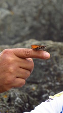 "Pico De Loro" Butterfly 