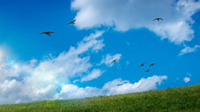 青空を背景に鳥が飛ぶ草原