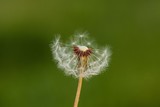 Fototapeta  - dandelion seed head