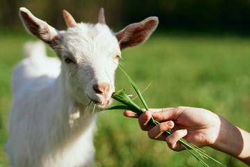 white goat on the meadow