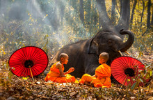 Novices Or Monks Spread Red Umbrellas And Elephants. Two Novices Sit And Talk, And A Large Elephant With Forest Background, Tha Tum District, Surin, Thailand