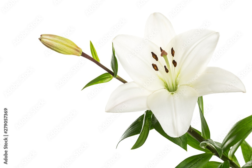 white lily flower - obrazy, fototapety, plakaty 