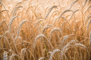 Ripe wheat in a field