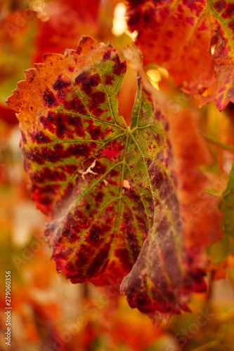 Cuadros en Lienzo NAPA VALLEY WINE COUNTRY RAGNAR