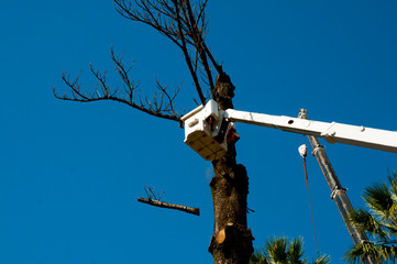 Tree Felling in Bucket Lift