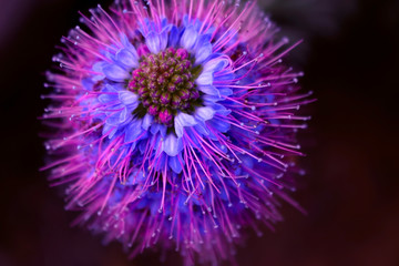 Beautiful purple tropical flower on nature on soft light - dark background, macro. Elegant amazing art image.