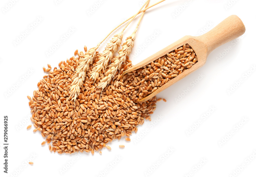 Scoop with wheat spikelets and grains on white background