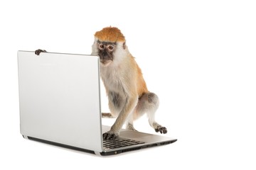 Wall Mural - Monkey using a laptop computer