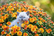 © vvvita - Cute little kitten in the garden in chrysanthemum flowers
