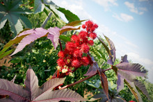 Castor Oil Plant With Red Prickly Fruits And Colorful Leaves. Ornamental Plant In The Flowerbed .