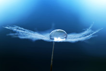Beautiful Large Water Drop On A Dandelion Seed. Morning Dew Closeup. Nature Background.