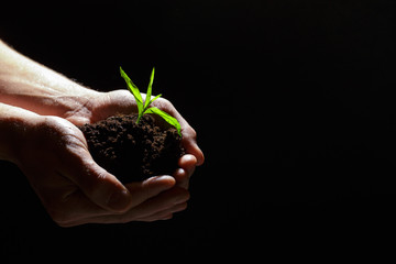 world environment day concept:the mans hand holding a small tree. two hands holding a light green tr