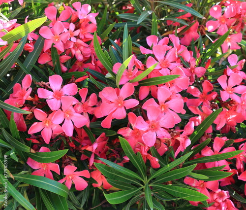 Fleurs Du Laurier Rose Buy This Stock Photo And Explore