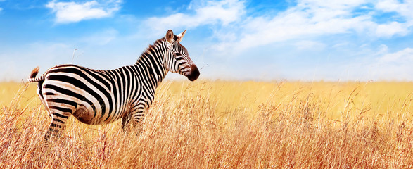 Wall Mural - zebra in the african savannah. serengeti national park. africa. tanzania. wide format.