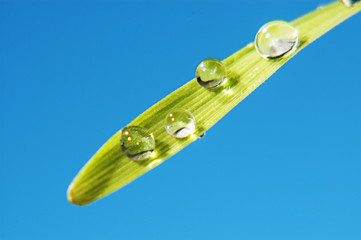 Beautiful large transparent drops of water dew on grass close up. Bright blue sky background