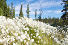 Cotton Grass In The Wild Forest Among The Marshes. Summer, Arkhangelsk Region, Russia.