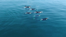 Wild Orcas Killerwhales Pod  Traveling In Open Water In The Ocean