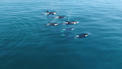 Wall Mural - wild orcas killerwhales pod traveling in open water in the ocean
