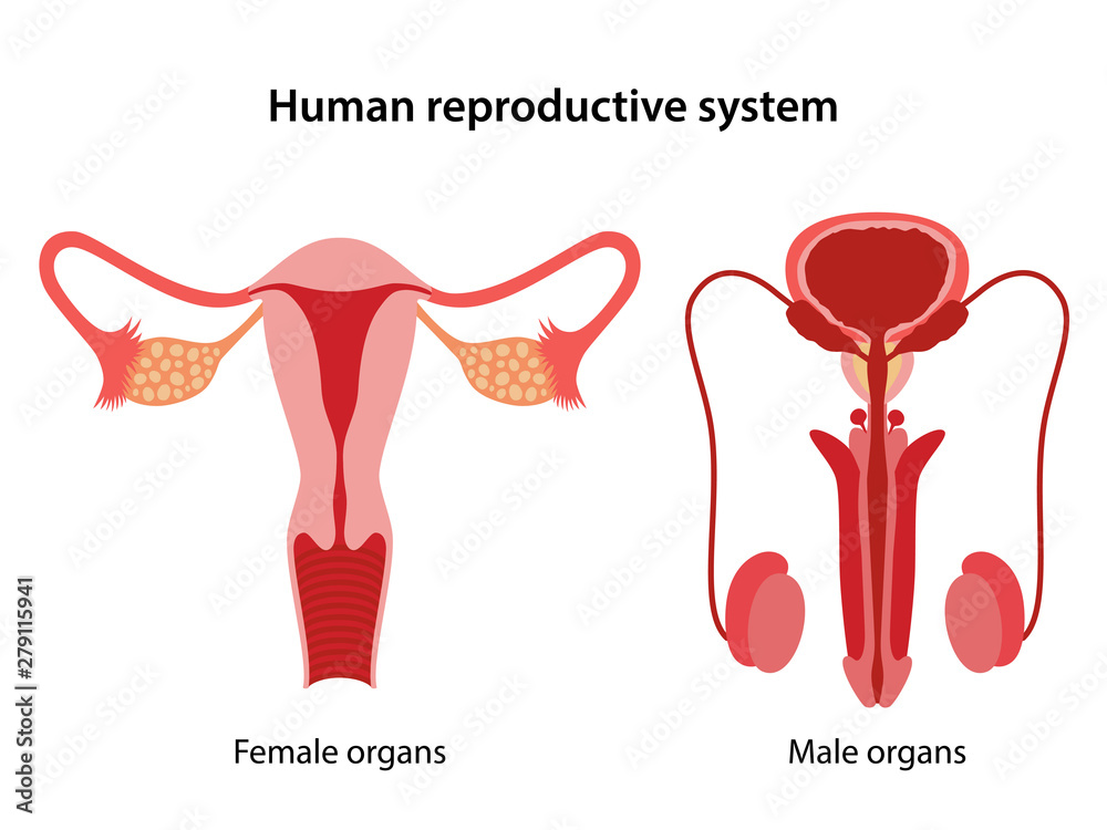 Male and female reproductive system. Anterior view of human ...