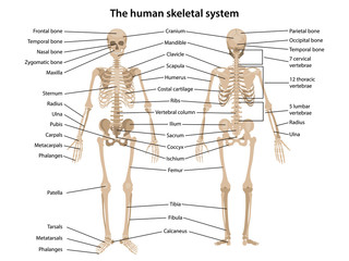 human skeleton in front and back views with main parts labeled. vector illustration in flat style ov