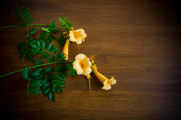 Poster - Blooming curly flower kampsis on a branch, on a wooden table