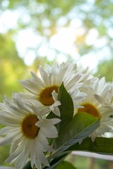 Wall Mural - selective focus, white large daisies with yellow pollen on the stucco, on a blurred light green background