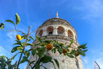 Istanbul Galata tower and tangerine tree