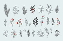 Hand Drawn Vector Winter Floral Elements. Winter Branches And Leaves. Hand Drawn Floral Elements. Vintage Botanical Illustrations. 