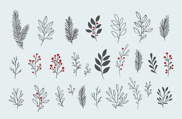 Hand drawn vector winter floral elements. Winter branches and leaves. Hand drawn floral elements. Vintage botanical illustrations. 