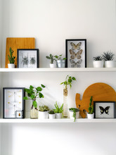 White Hanging Shelves With Numerous Plants And Framed Taxidermy Insect Art Such As Butterflies, Beetles And Dragonflies