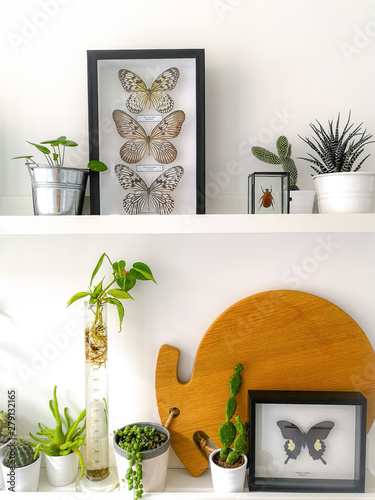 White Hanging Shelves With Numerous Plants And Framed Taxidermy