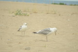 Fototapeta Morze - Sea gulls on the sandy shore