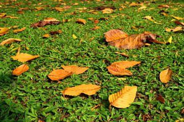 Wall Mural - Colorful dry leaves on the green grass in autumn season. Nature background concept.