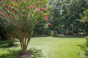 Large lush lot backyard of American house in the suburbs with flowering trees